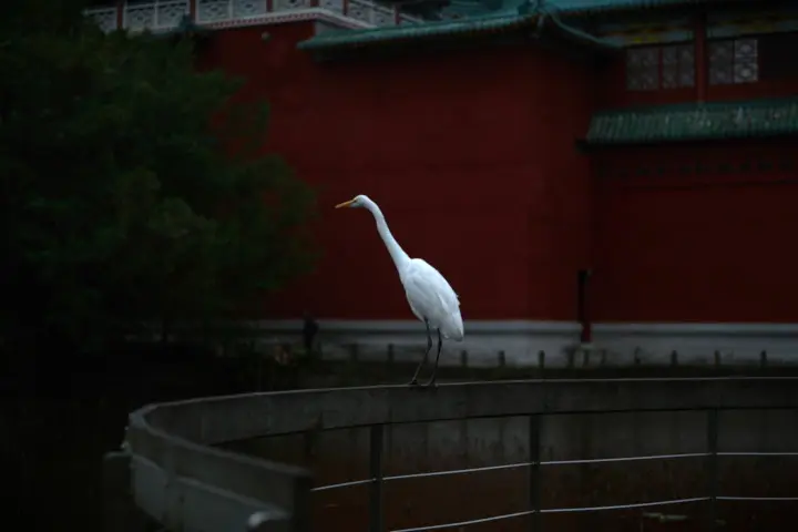 Image failed to load