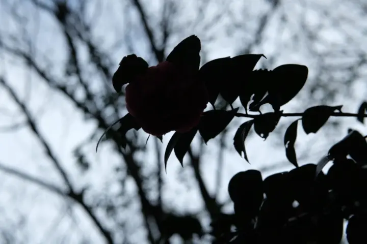 Image failed to load