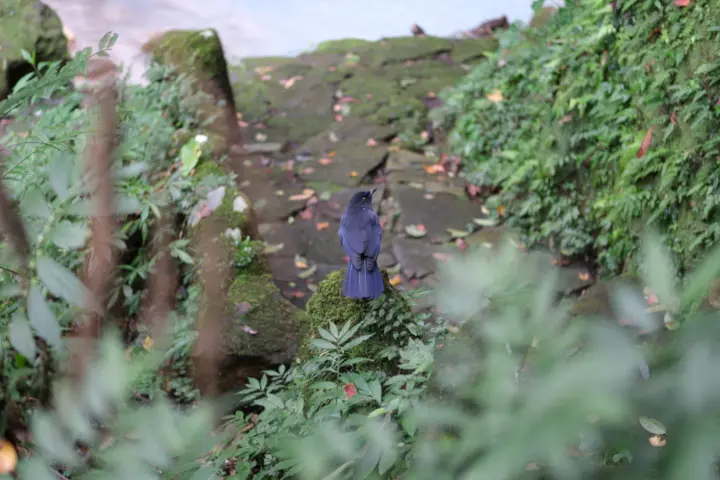 Image failed to load