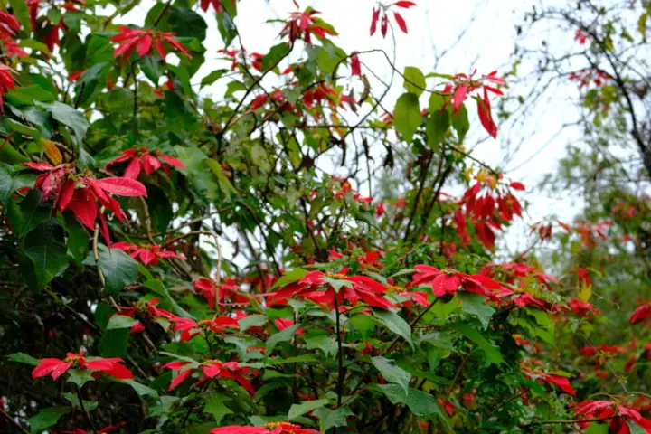 Image failed to load