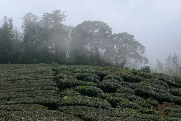 Image failed to load