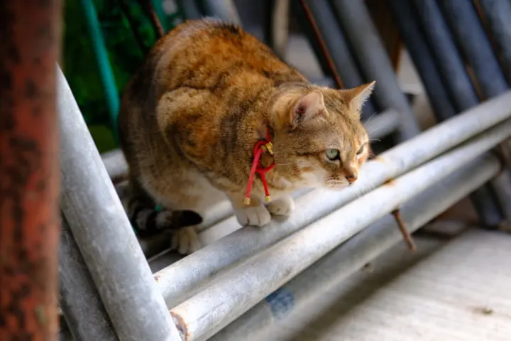 Image failed to load