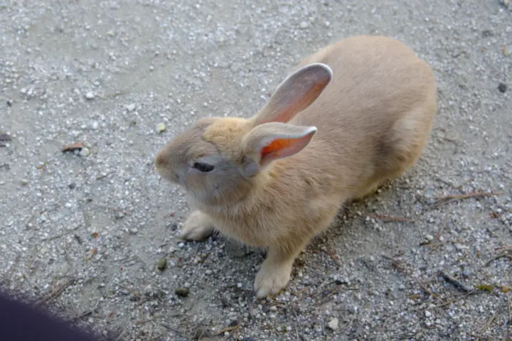 Image failed to load